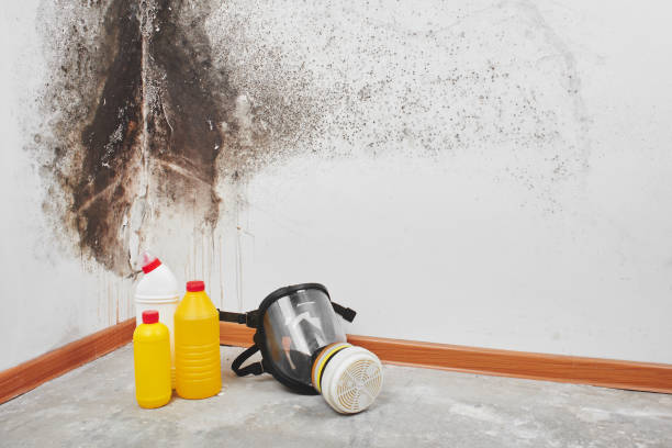 Best Certified Mold Removal  in Annapolis, MD