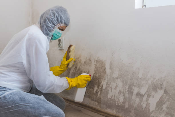 Office Mold Removal Services in Annapolis, MD