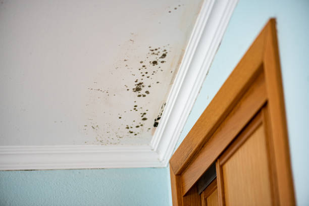 Annapolis, MD Mold Removal Company