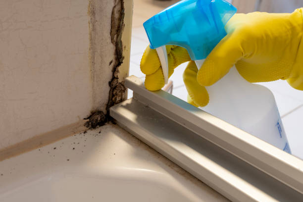 Best Professional Mold Removal  in Annapolis, MD