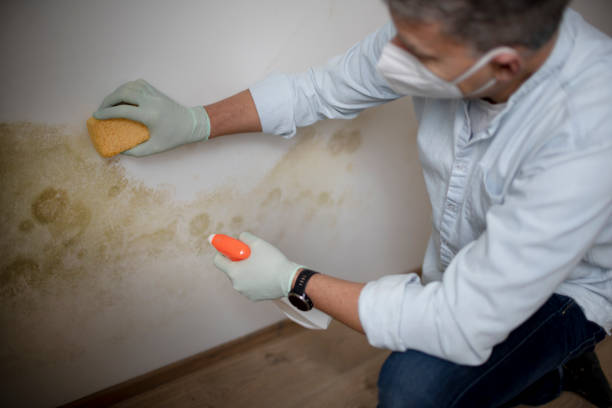 Best Attic Mold Removal  in Annapolis, MD