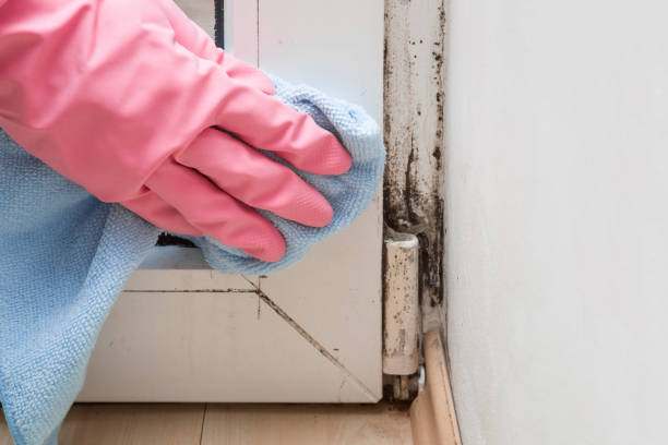 Mold Removal Process